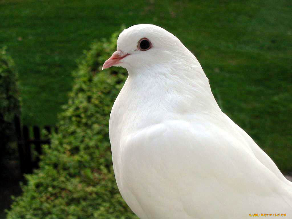 , 